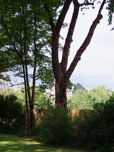 File:Bewässerungsschläuche an Baum bei Tiefbauarbeiten DSCF7667.jpg