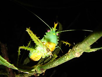Big grasshopper in the Amazon (Región Pastaza, Ecuador) () Juan de Dios Franco Navarro 22.545 7.083 out of 10, SD 2.984