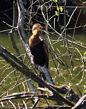 Anhinga anhinga fêmea na Flórida, nos Estados Unidos