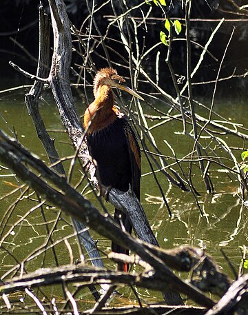 Biguatinga