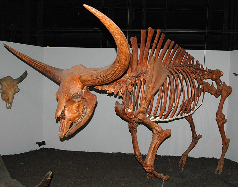 File:Bison latifrons fossil buffalo (Pleistocene; North America) 1 (15257877377).jpg