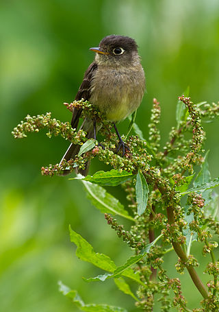 <span class="mw-page-title-main">Black-capped flycatcher</span> Species of bird