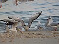 Black-headed Gulls