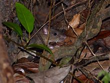 Szczur śniady siedzi ukryty w poszyciu leśnym