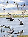 Black Tern from the Crossley ID Guide Britain and Ireland.jpg