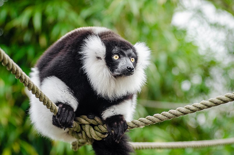 File:Black and white Ruffed Lemur (25610201751).jpg