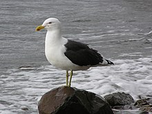 Black backed gull.jpg