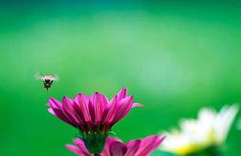 Honeybee in Rugova (7.40) Photograph: Dr.Graniti