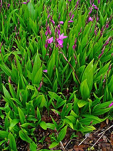 Bletilla striata