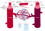 Thumbnail for File:Blood vessels fr.svg