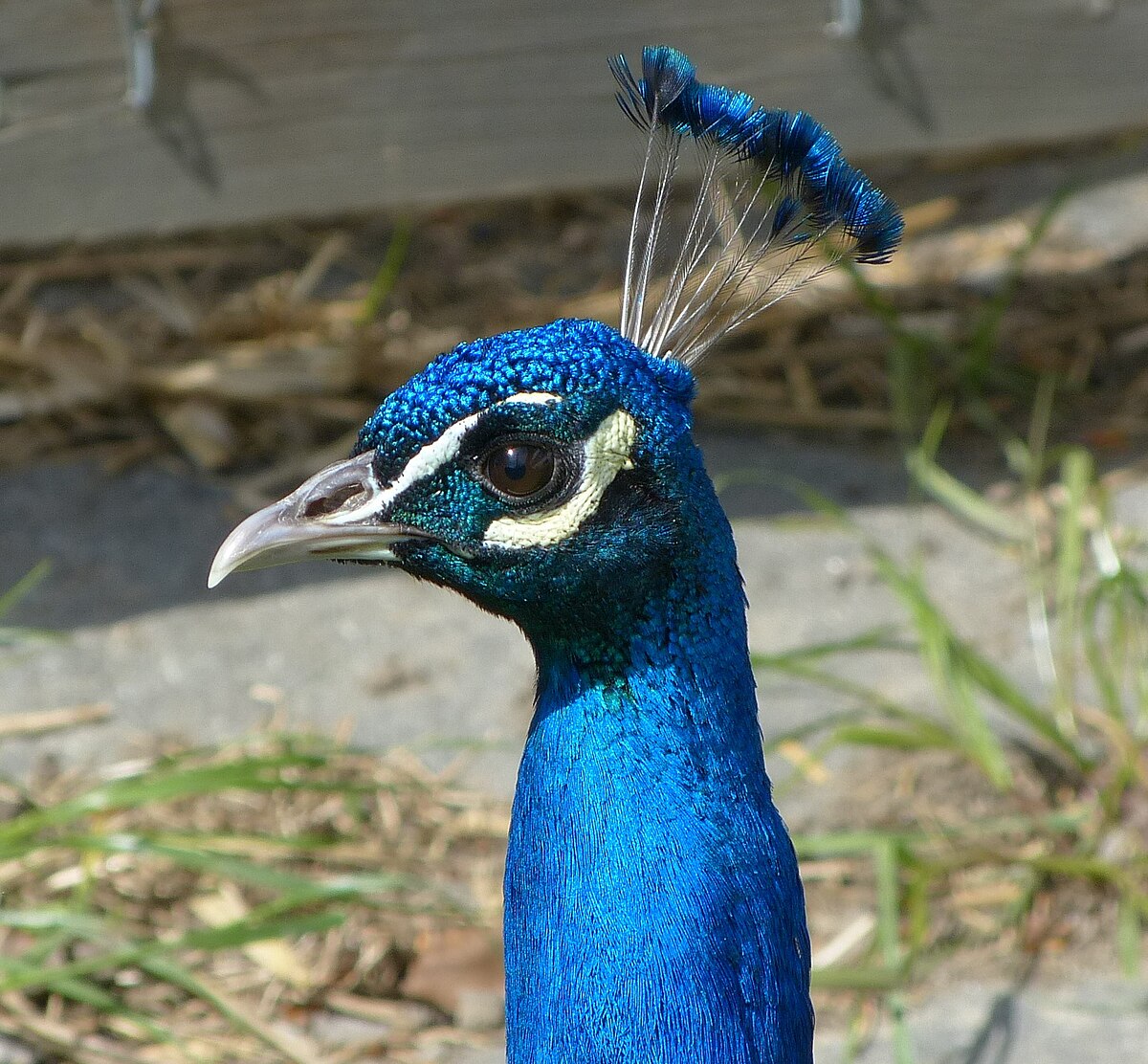 File:Pluma-azul.jpg - Wikimedia Commons