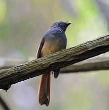 Modrohlavý fantail (Rhipidura cyaniceps) (7187399834) .jpg