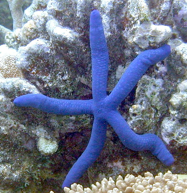 Estrella de mar roja, Wiki Reino Animalia