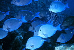 Mėlynasis jūrų chirurgas (Acanthurus coeruleus)