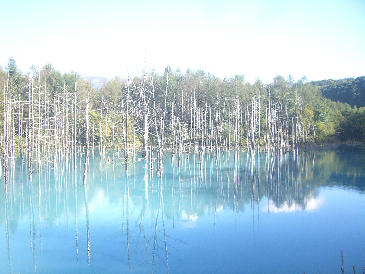 File Blue Pond In Biei 青い池 美瑛町 Panoramio Jpg Wikimedia Commons