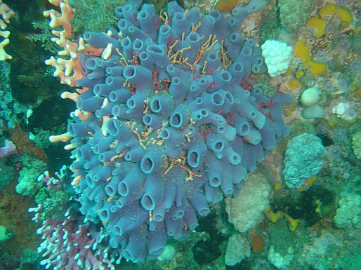 Королева губок хонкай. Porifera Spongia. Хиднопора коралл. Трубчатые кораллы. Морские губки кораллы.