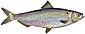Blueback herring fish (white background).jpg