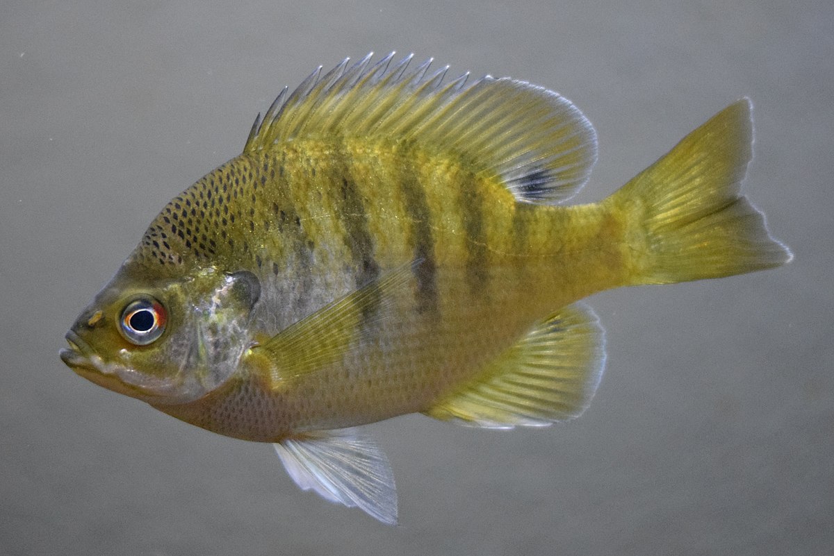 Mississippi Fish Identification Chart