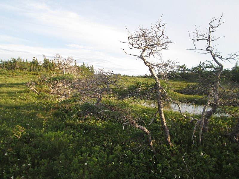 File:Bog Trail at dusk, Cape Breton Highlands National Park (35608409375).jpg