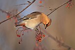 Thumbnail for File:Bohemian waxwing (51932197791).jpg