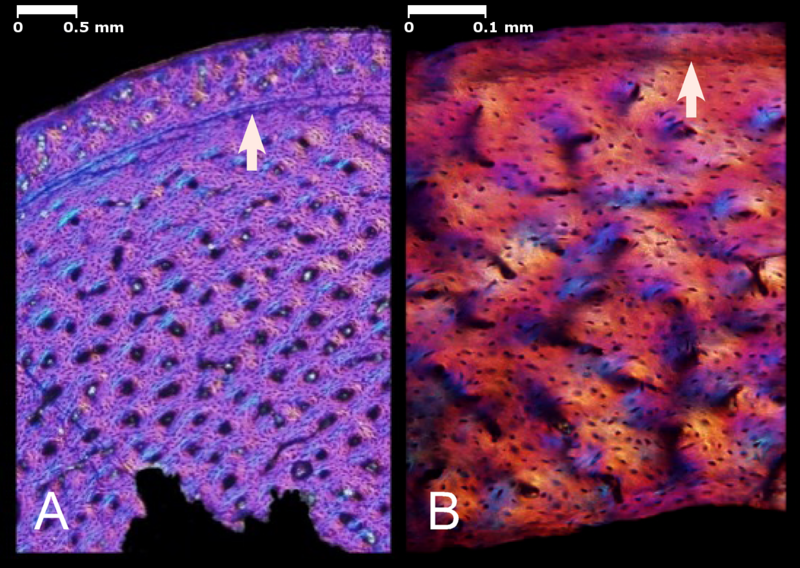 File:Bone histology of Shuvuuia and Confuciusornis.png