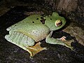 Սպիտակ շուրթերով վառ աչքերով գորտ, Boophis albilabris, Mantellidae, Madagascar