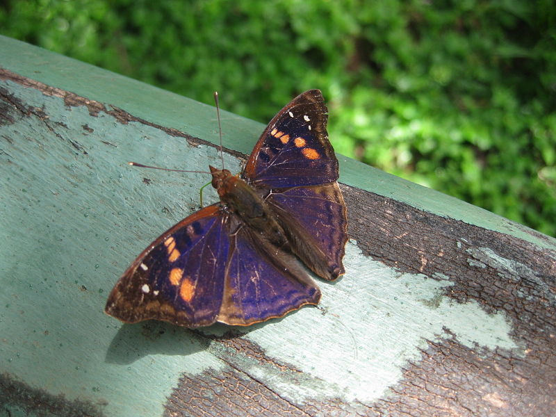 File:Borboleta no Parque Iguaçu.JPG