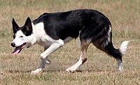 Collie - Wikipedia