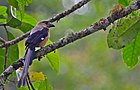 Foto de un pájaro bronceado de cola muy larga con alas y cola negras, posado en una rama