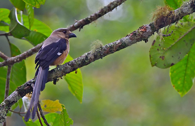 File:Bornean Treepie.jpg