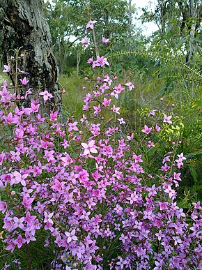 Beskrivelse af billedet Boronia ledifolia 2.jpg.