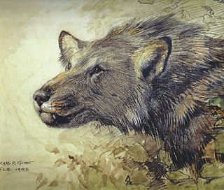 <i>Borophagus hilli</i> Extinct species of carnivore