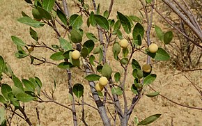 Kuvan kuvaus Boscia senegalensis fruits.jpg.