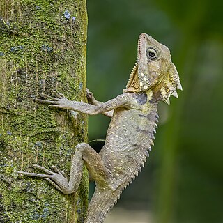 Boyd's forest dragon (Lophosaurus boydii) Daintree, QLD