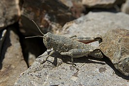 Brachaspis nivalis