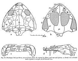 Brachyops laticeps