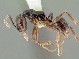 Муравей Brachyponera croceicornis