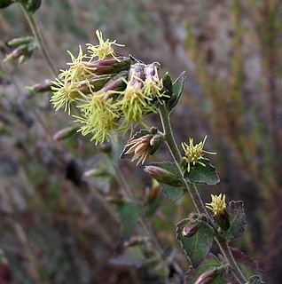 <i>Brickellia californica</i> Species of flowering plant