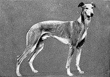 Britannica Dog 24.jpg