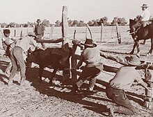 Bronco branding in the Top End of Australia Bronco branding.jpg