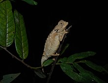 Bestand:Brookesia_decaryi_2008a.jpg