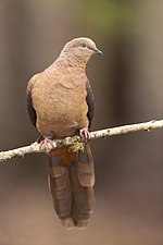 Thumbnail for Brown cuckoo-dove