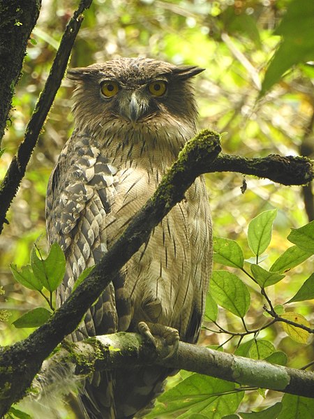 File:Brown fish owl (Ketupa zeylonensis) from Valparai DSCN1971.jpg