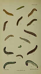 Figs 2, 2a, 2b larva after last moult Buckler W The larvae of the British butterflies and moths PlateLXV.jpg