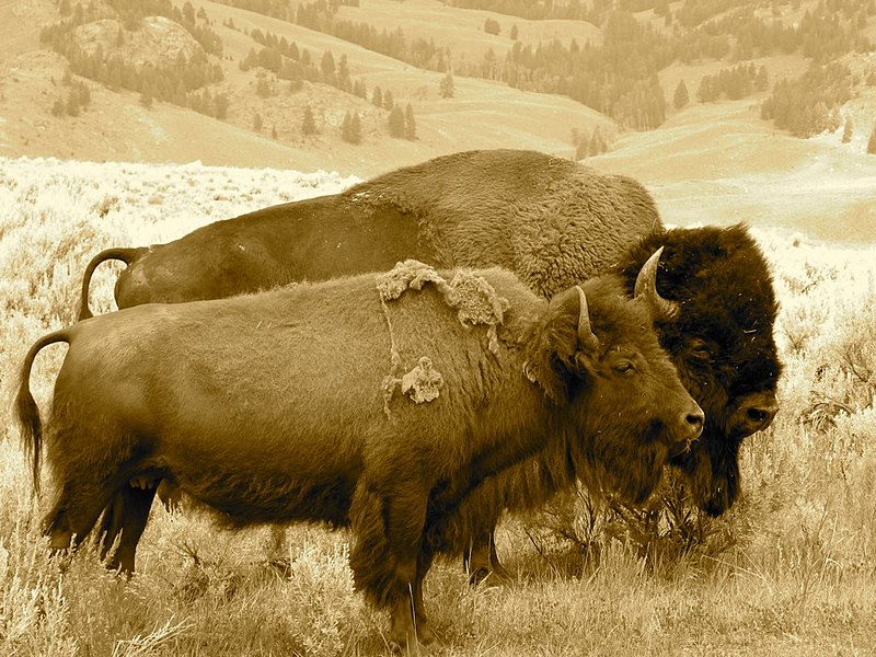 File:Buffalo Bison Pair.jpg