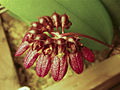 Bulbophyllum corolliferum