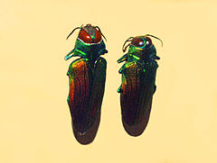 Buprestidae - Belionota sumptuosa.JPG