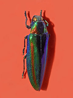 <i>Chrysochroa vittata</i> species of beetle