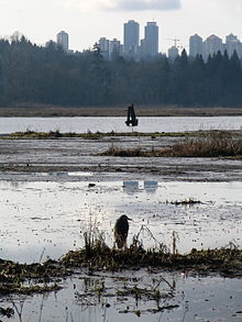 Burnaby Lake on a cloudy day. Metrotown in the distance Burnaby Lake Metrotown.JPG