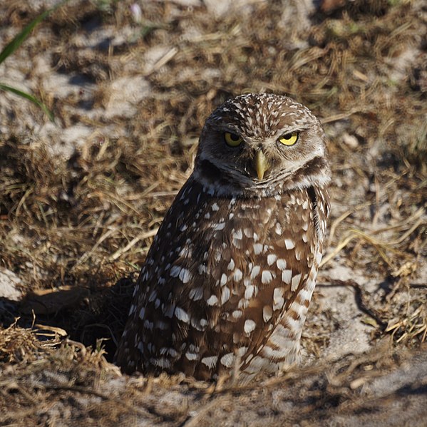 File:Burrowing Owl (6733167477).jpg